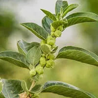 KSM-66® Ashwagandha